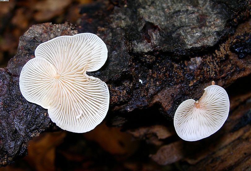 Crepidotus ehrendorferi      Hauskn. & Krisai,